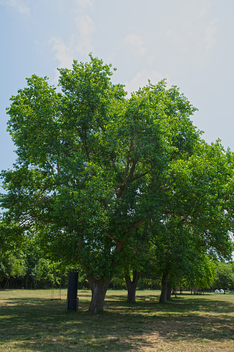 green field and trees