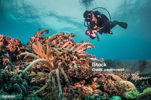 Foto de Mergulhador Ilumina De Corais e mais fotos de stock de Anêmona - Cnidário - Anêmona - Cnidário, Coral - Cnidário, Debaixo d'água