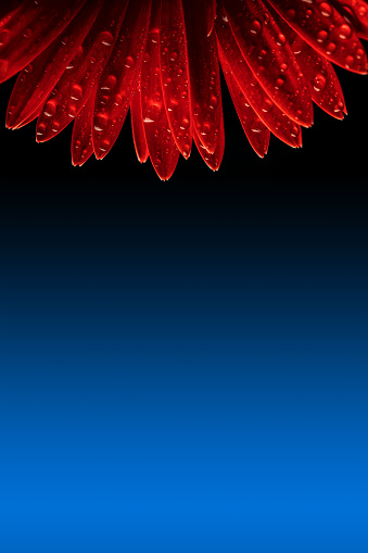 Close-up of a Gerbera flower with water drops. Blue color gradient background with space for copy.