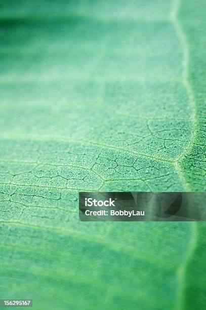 Closeup De Folha - Fotografias de stock e mais imagens de Cor verde - Cor verde, Efeito Texturado, Folha