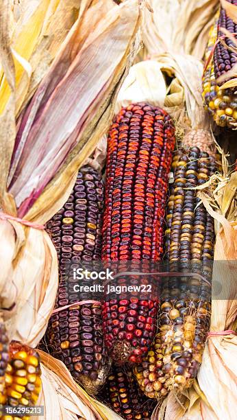 Indian Corn Stockfoto und mehr Bilder von Blau - Blau, Dekoration, Fotografie