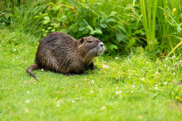 Full body of nutria on the green pond meadow Full body of aduld nutria on the green pond meadow ondatra zibethicus stock pictures, royalty-free photos & images