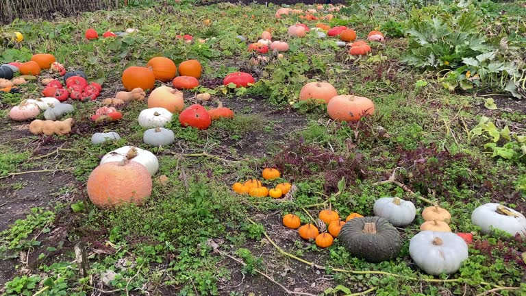 Beautiful selection of Autumnal pumpkins and gourds in a field