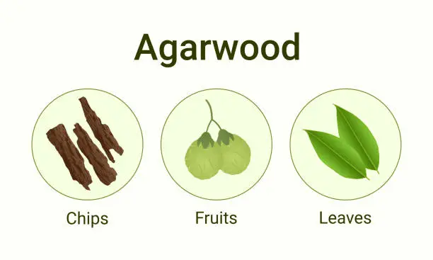 Vector illustration of Agarwood chips fruits and leaves