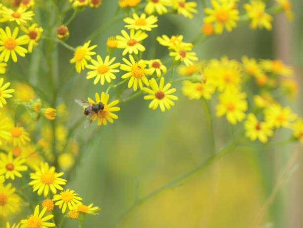 istock Close-up of ragwort flowers, with a blurred background and copy space 1562964230