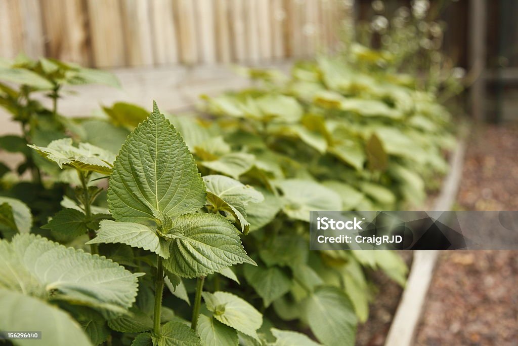 Vegetable Garden Sesame leaves growing in a backyard vegetable garden Day Stock Photo