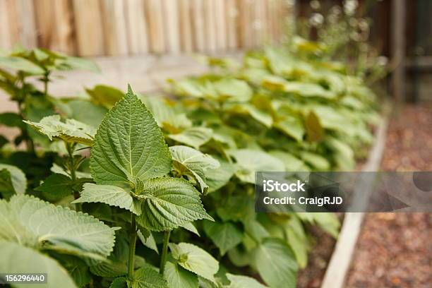 Vegetable Garden Stock Photo - Download Image Now - Day, Gardening, Green Color