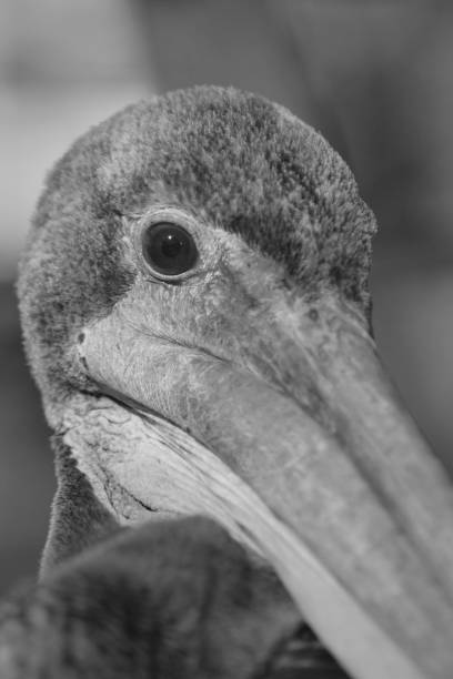 istock face of a brown pelican 1562964787