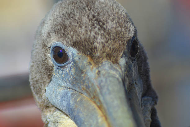 istock face of a brown pelican 1562964795