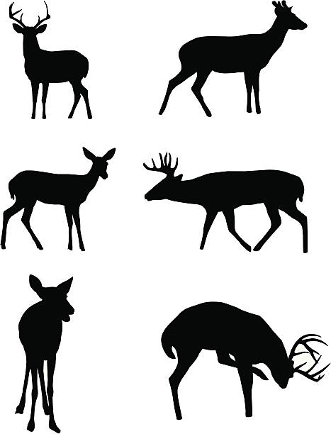 Deer Silhouettes doe deer silhouette stock illustrations