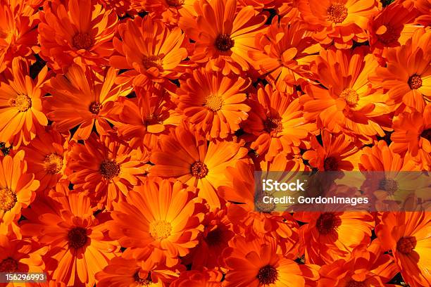 Struktur Stockfoto und mehr Bilder von Blume - Blume, Bunt - Farbton, Fotografie