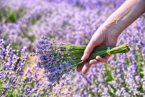 Hand of an unrecognizable woman with bunch of lavender flower