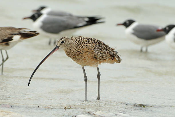 Long-billed Curlew (Numenius americanus) A Long-billed Curlew (Numenius americanus) on the shore A few gulls are in the background. numenius americanus stock pictures, royalty-free photos & images