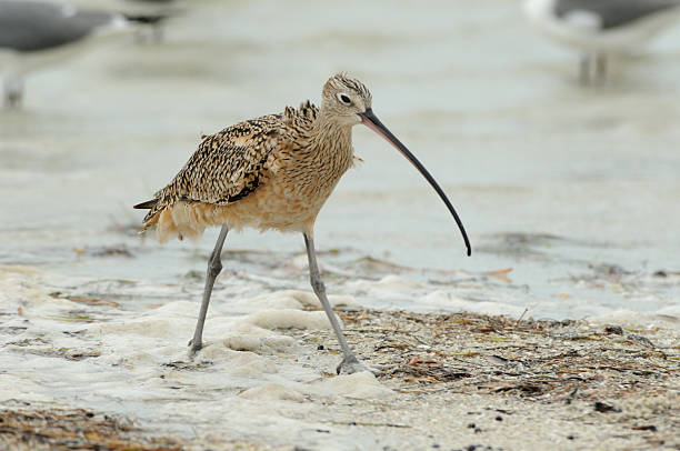 Long-billed Curlew (Numenius americanus) A Long-billed Curlew (Numenius americanus) walking on the shore. Wind is blowing up feathers giving it a ruffled look. numenius americanus stock pictures, royalty-free photos & images