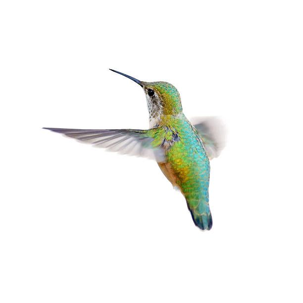 Hummingbird Hummingbird isolated on white flapping wings photos stock pictures, royalty-free photos & images