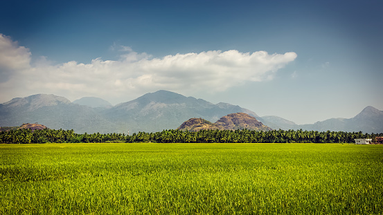 Beautiful landscape of Paddy rice fields with mountains and blue skies in Nagercoil Tamil Nadu, South India