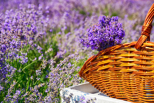 Bunch of lavender flower in wicker basket