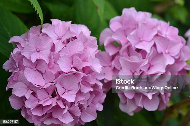 Photo libre de droit de Rose Clair Avec Hortensia banque d'images et plus d'images libres de droit de Capitule - Capitule, Fleur - Flore, Flore