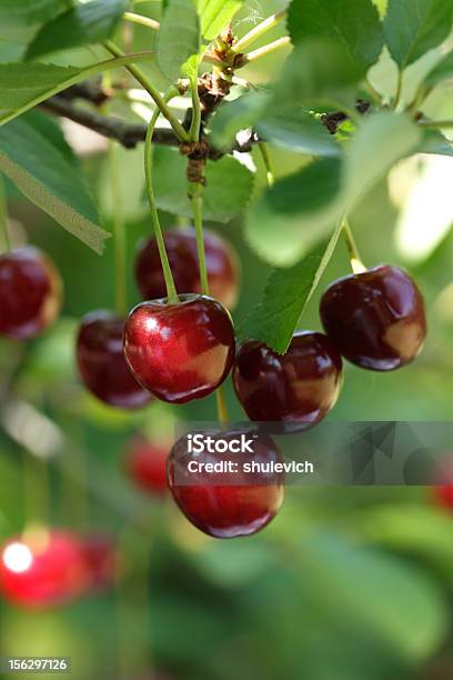 Cherries Hanging On The Tree Stock Photo - Download Image Now - Agriculture, Branch - Plant Part, Bunch