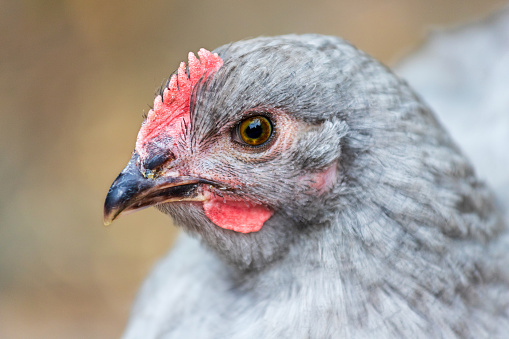 Portrait of grey hen brahma chicken on the farm