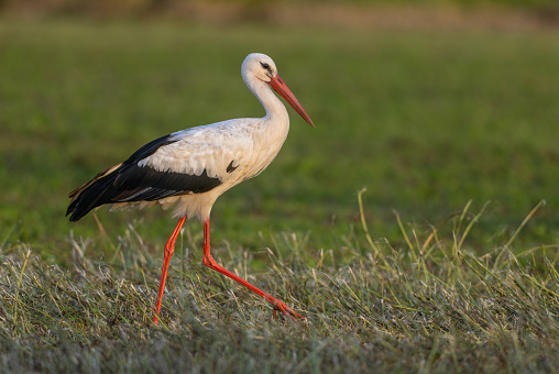 Beautiful white stork (Ciconia ciconia) walking in a meadow.