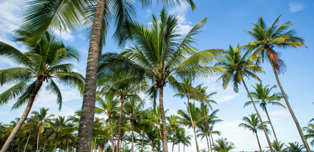 istock Coconut palm tree canopy at brazil 1562973320