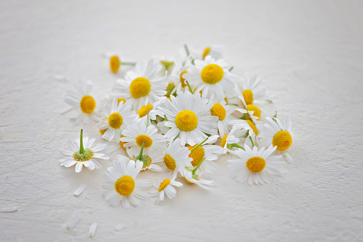 camomile or chamomile flowers - herbal medicine