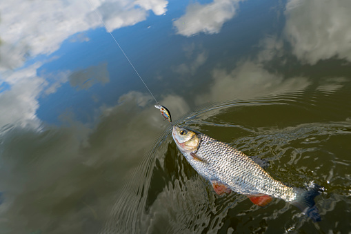 Two men in the river reeling in a fish.  http://blog.michaelsvoboda.com/FishingBanner.jpg