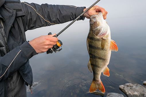 Perch fish in hand of fisherman with spinning tackles