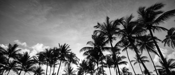 istock Coconut palm trees in silhouette 1562974577