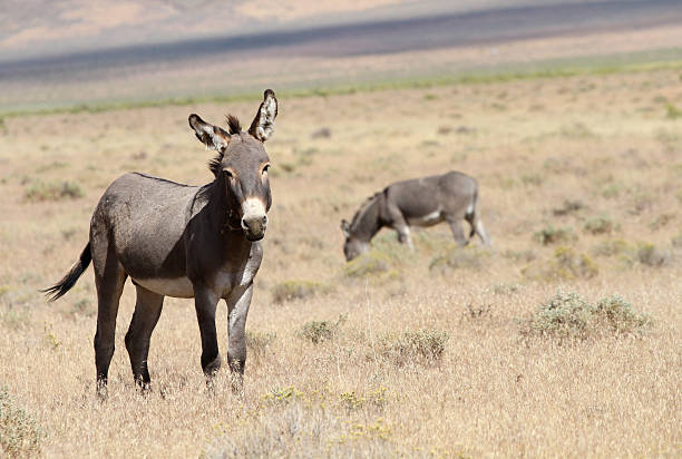 Cтоковое фото Дикая Burros