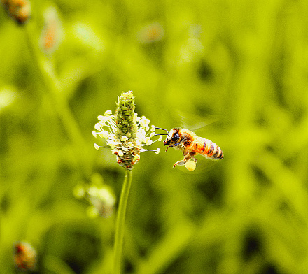 A bee forages on plantain in the grass of Agri-Campeggio EL-Bacan Sona Italy 22 july 2023