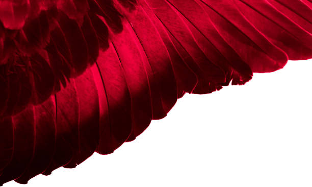 istock red wing of a pigeon on a white isolated background 1562976038