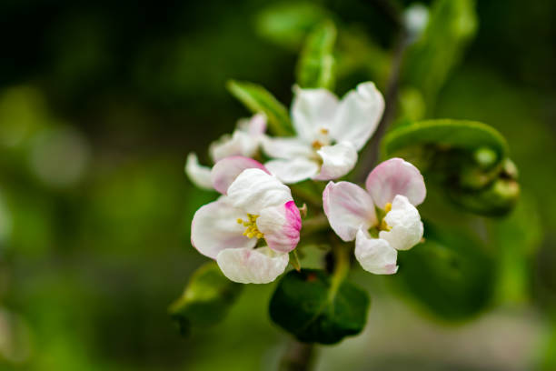 white apple blossoms with visible details against the blue sky background