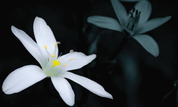 istock white zephyranthes atamasco flowers over black foliage background 1562976124