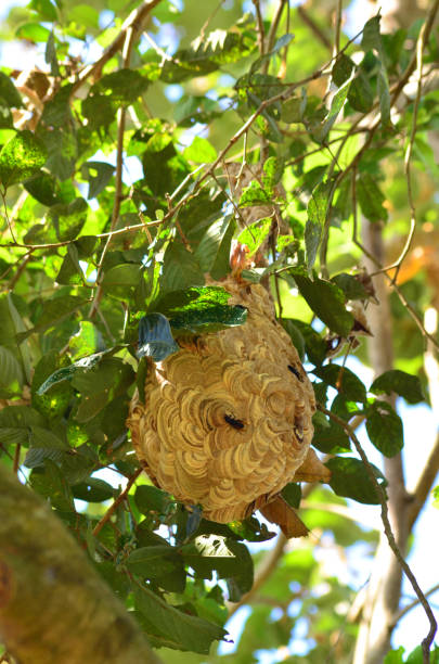 istock Vespa affinis nest in a tree 1562977810