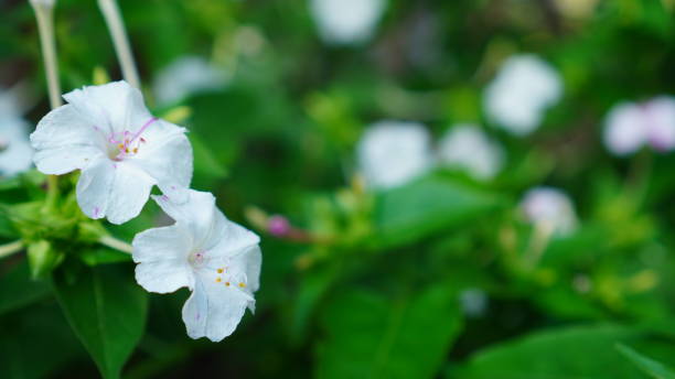 istock White Mirabilis Jalapa flowers 1562977938