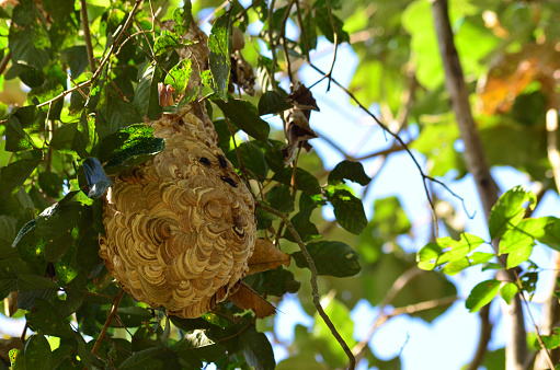 The Vespa affinis nest or lesser banded hornet is in a tree, hanging from a branch among the leaves. The color is grayish brown with a wrinkled surface.