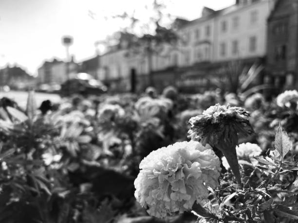 istock Flowers in a Tynemouth street 1562978180
