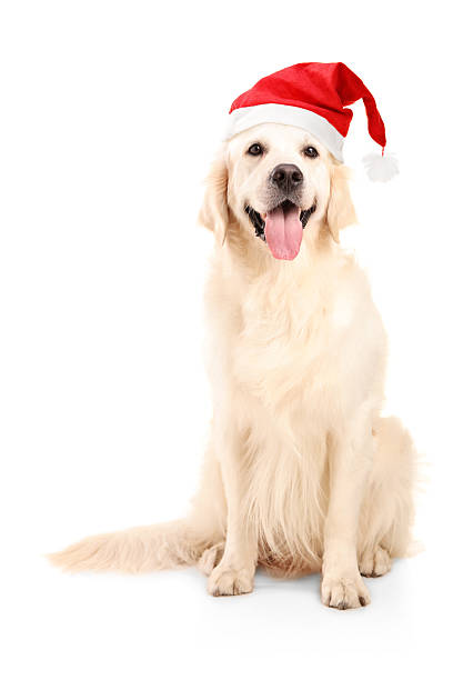 istock Dog wearing a christmas hat 156299449