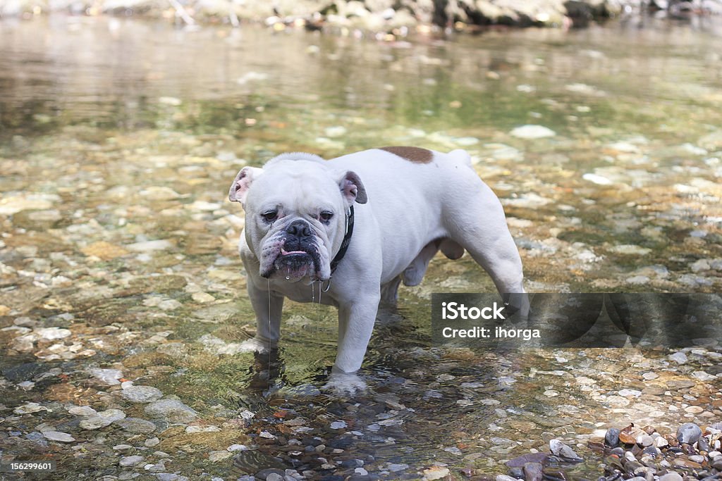 Bulldogge - Lizenzfrei Bulldogge Stock-Foto