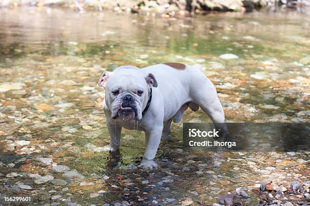 Bulldogge Stockfoto und mehr Bilder von Bulldogge - Bulldogge, Bulle - Männliches Tier, Englische Bulldogge