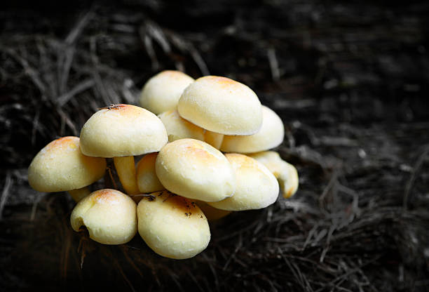 Yellow Mushrooms in the Forest Group of yellow mushrooms, growing on a tree in the forest. hott stock pictures, royalty-free photos & images