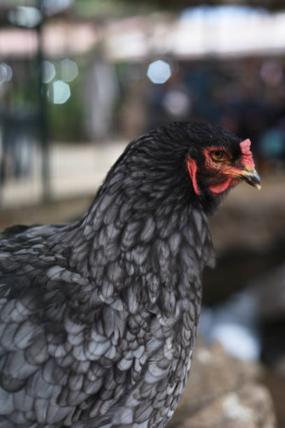 istock chicken with beautiful black and silver plumage 1562998222