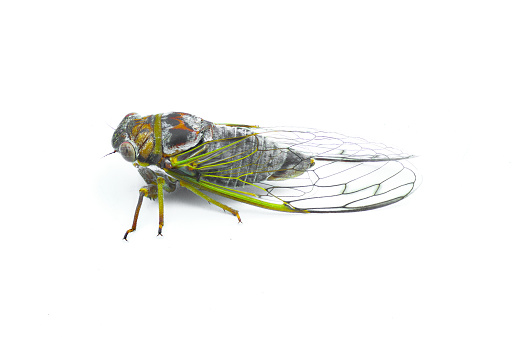 It's a cicada called a KUMA-ZEMI.