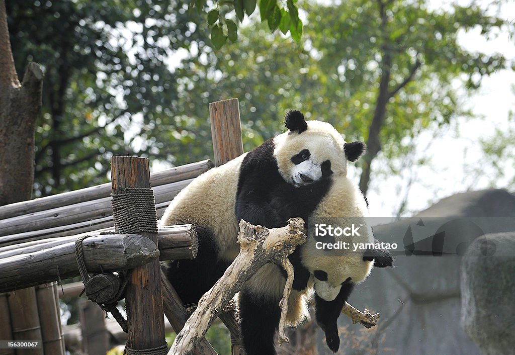 giant panda - Lizenzfrei Asien Stock-Foto