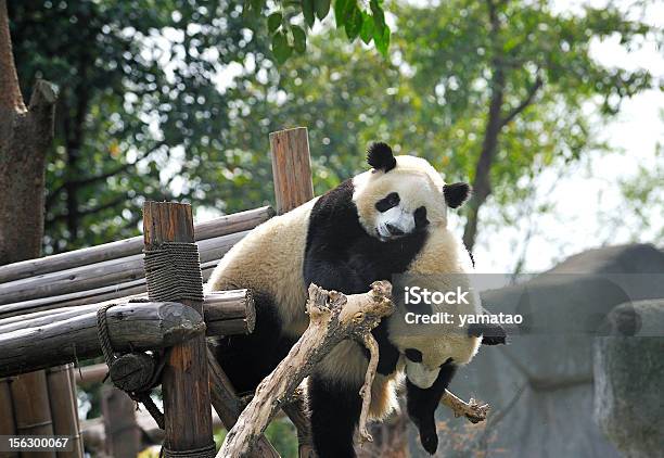 Giant Panda Stockfoto und mehr Bilder von Asien - Asien, Berühmtheit, Bär