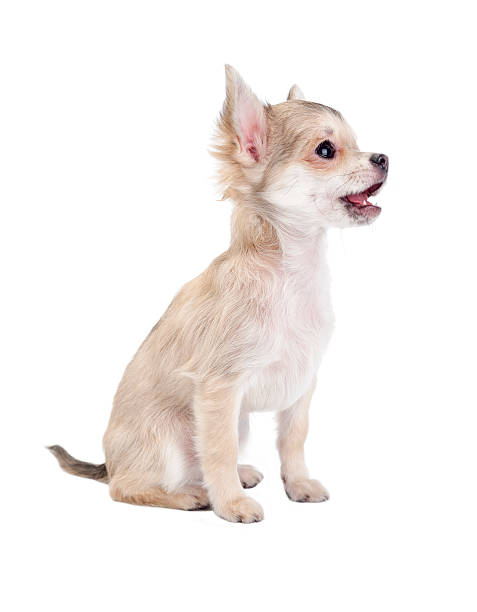istock Cute chihuahua  puppy with funny open mouth 156300103