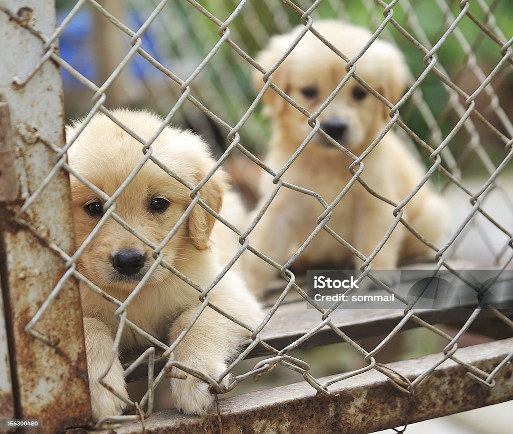 dog in cage Animal Stock Photo