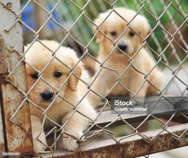Dog In Cage Stock Photo - Download Image Now - Animal, Birdcage, Cage